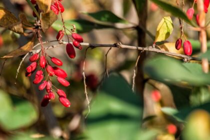 borbolya Berberis