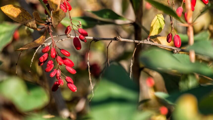 borbolya Berberis