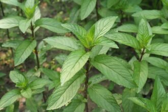 Friss borsmenta levelek zöld háttérben, egészséges és illatos növény.