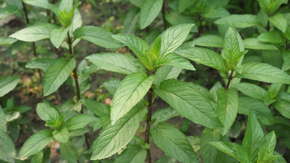 Friss borsmenta levelek zöld háttérben, egészséges és illatos növény.