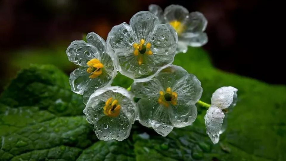 csontvazvirag Diphylleia grayi 1