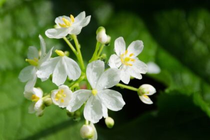 csontvazvirag Diphylleia grayi