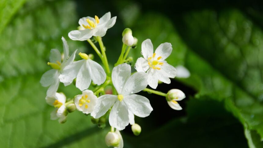 csontvazvirag Diphylleia grayi