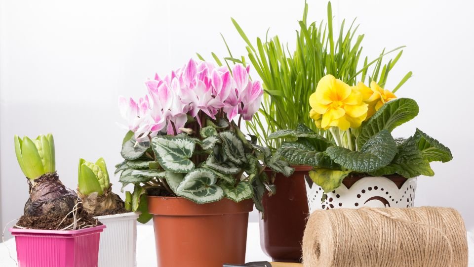 Virágzó szobanövények és zöld fű egy asztalon, barátságos hangulatban.