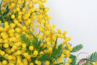 Ezüst akácia virágai sárga gömböcskékkel és zöld levelekkel.