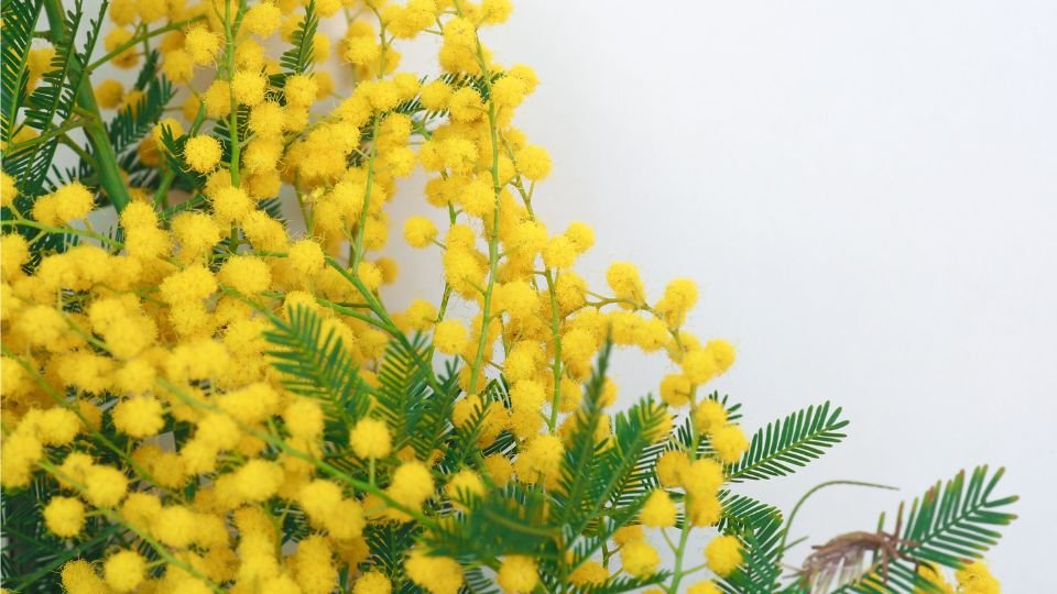 Ezüst akácia virágai sárga gömböcskékkel és zöld levelekkel.