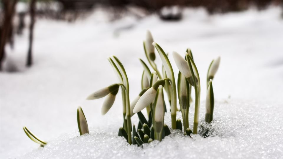 Hó alatt kibújó hóvirágok, a tavasz első jelei a téli tájban.