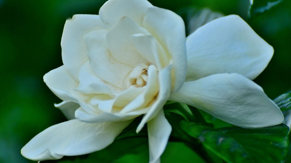 gardenia Gardenia jasminoides 1