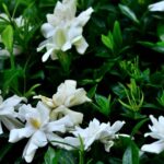 gardenia Gardenia jasminoides