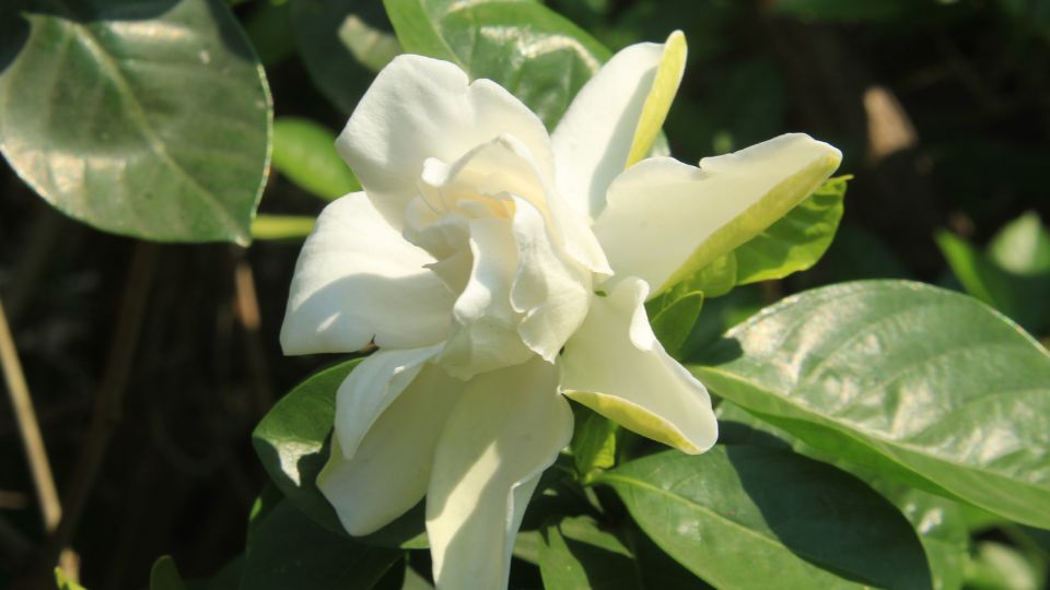 gardenia Gardenia jasminoides 2