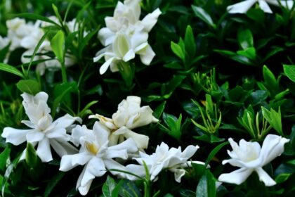 gardenia Gardenia jasminoides