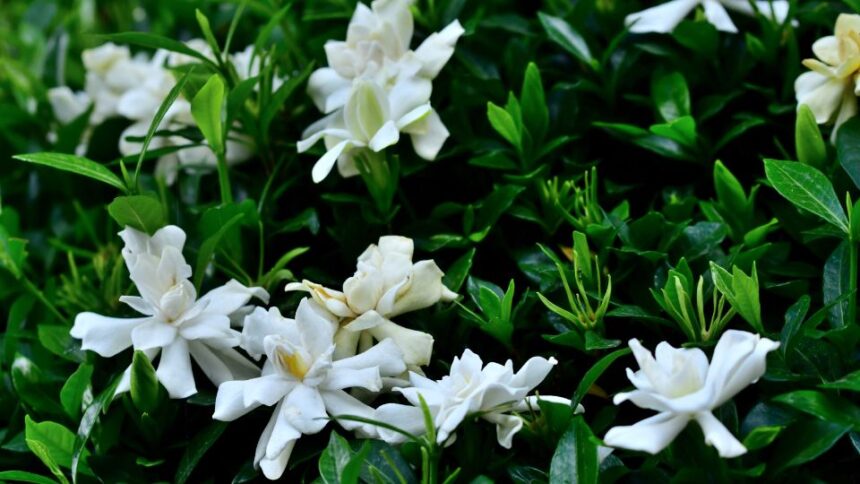 gardenia Gardenia jasminoides