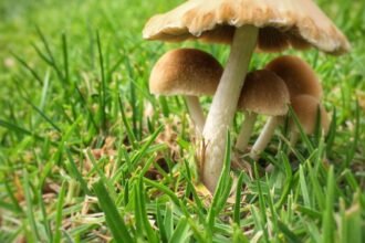 Egy csodás gombákból álló kis csoport a zöld fűben, természetes környezetben.