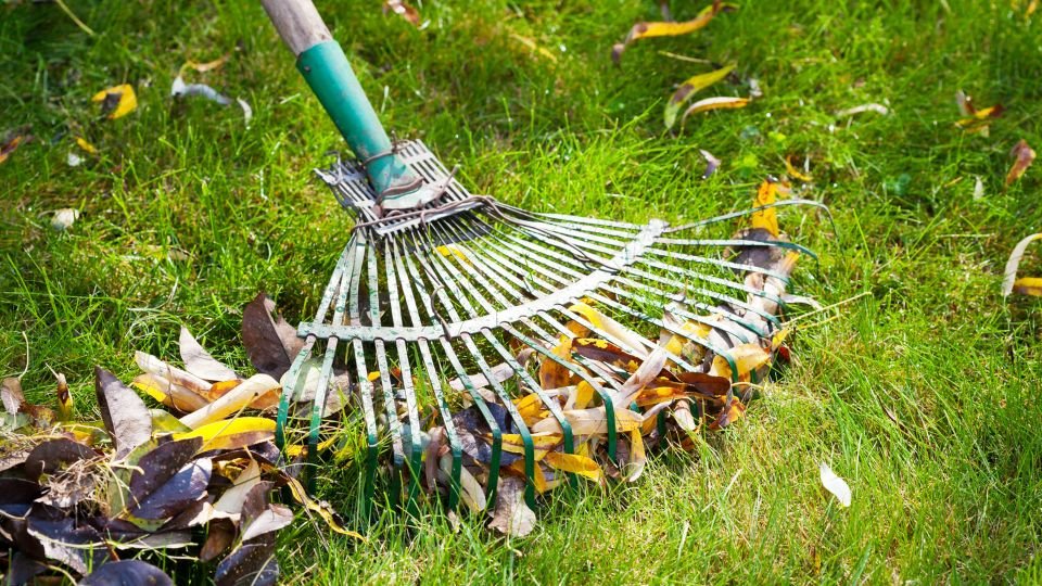 A gyepápoláshoz használt gereblye, amelyen száraz levelek találhatóak.