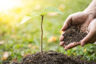 Friss gyümölcsfa ültetése, a talajban egy kis növény és egy kéz, ami földet szór.