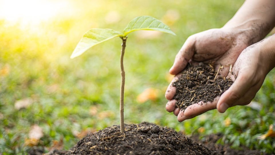 Friss gyümölcsfa ültetése, a talajban egy kis növény és egy kéz, ami földet szór.