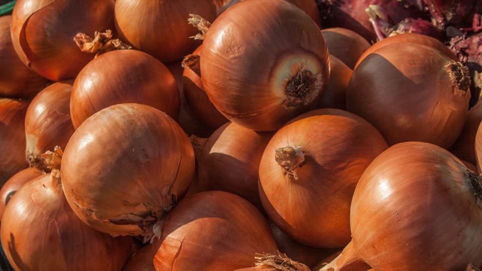 Friss, érett hagymák halmaza, szép, fényes héjjal.