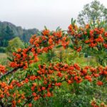 homoktovis Hippophae rhamnoides