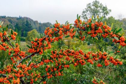 homoktovis Hippophae rhamnoides