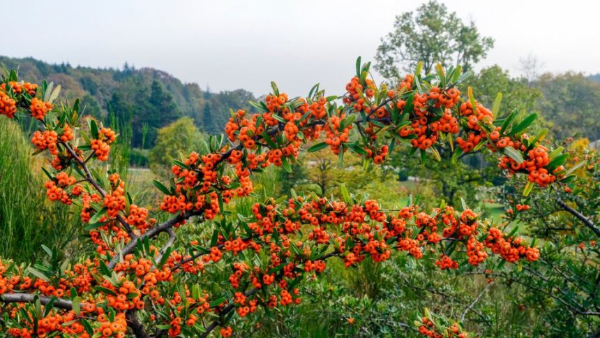 homoktovis Hippophae rhamnoides