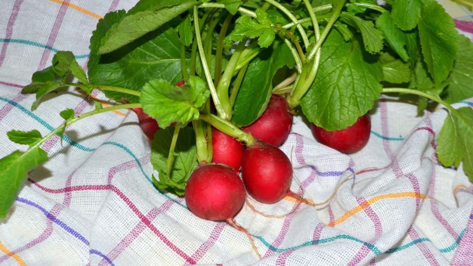 Friss hónapos retek zöld levelekkel, egy konyhai textilen elhelyezve.