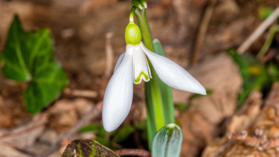 hovirag Galanthus elwesii 1