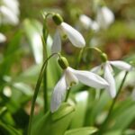 hovirag Galanthus elwesii