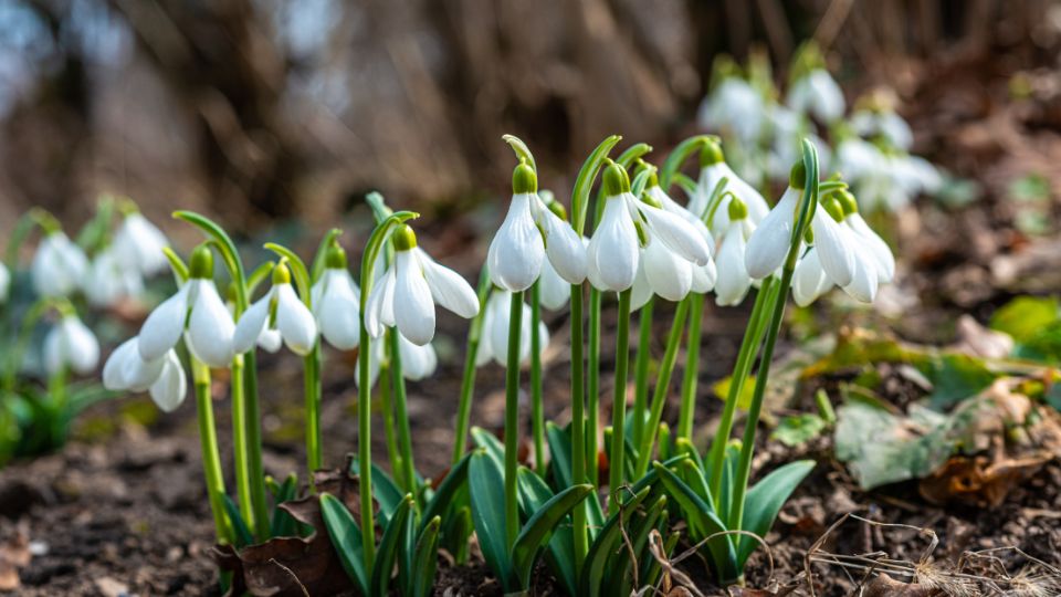 hovirag Galanthus elwesii 2