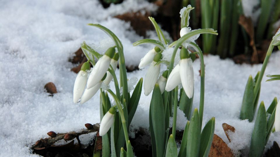 hovirag Galanthus elwesii 3