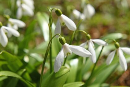 hovirag Galanthus elwesii