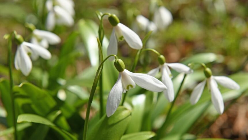 hovirag Galanthus elwesii