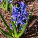 jacint Hyacinthus orientalis