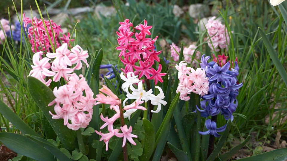 jacint Hyacinthus orientalis 4