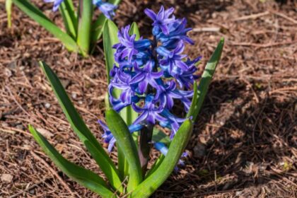 jacint Hyacinthus orientalis