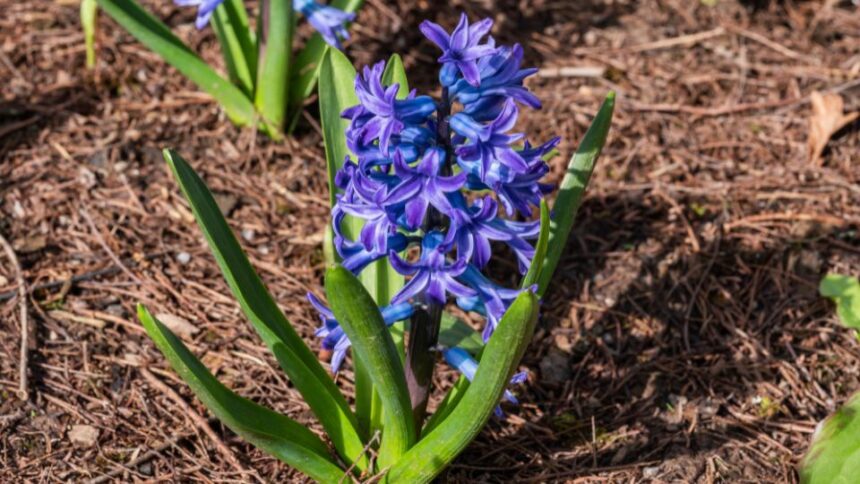 jacint Hyacinthus orientalis