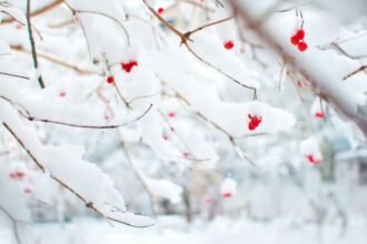 Téli táj, hóval borított ágakon piros bogyók láthatók, varázslatos hangulatot teremtve.