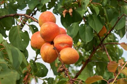 kajszibarack vagy sargabarack Prunus armeniaca