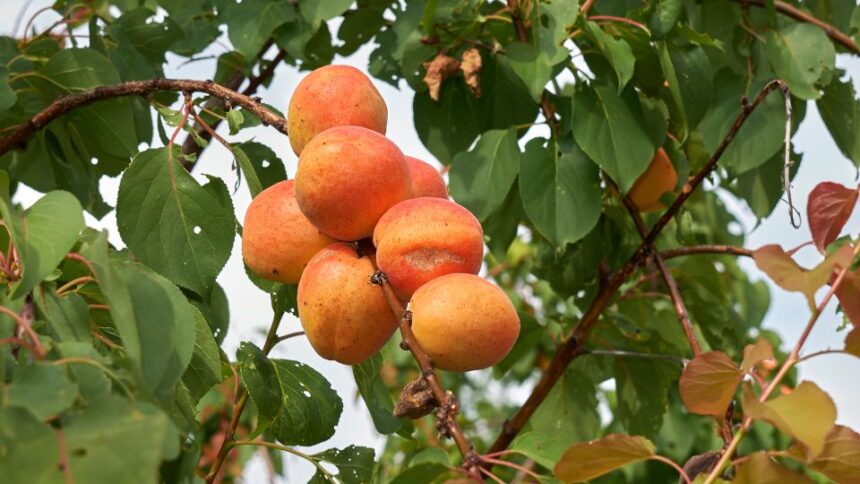 kajszibarack vagy sargabarack Prunus armeniaca