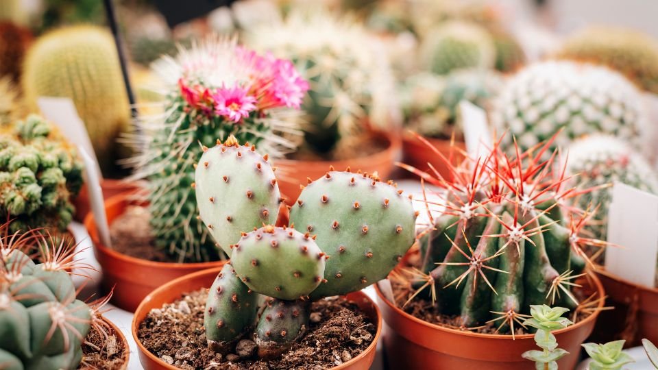 Színes kaktuszok csoportja, különböző formákban és méretekben, virágokkal díszítve.