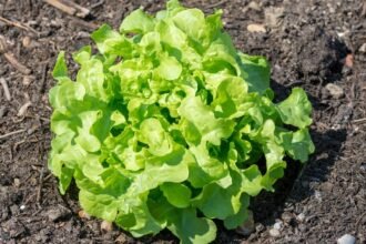 Friss, zöld kerti saláta növény a földben, egészséges és ízletes.