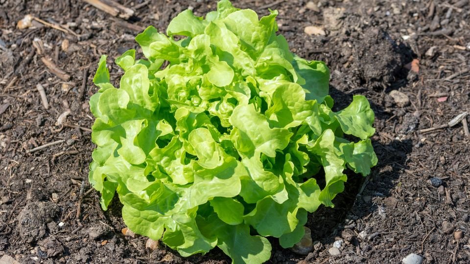 Friss, zöld kerti saláta növény a földben, egészséges és ízletes.