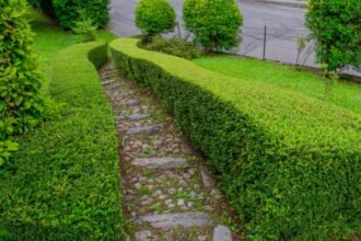 Egy kerti ösvény, amelyet formázott sövények kereteznek, zöldellő növényekkel.