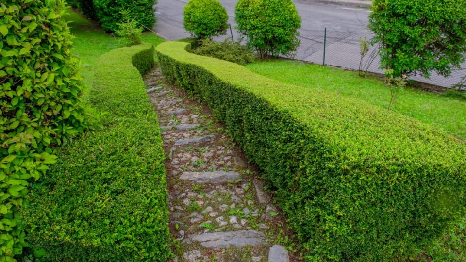 Egy kerti ösvény, amelyet formázott sövények kereteznek, zöldellő növényekkel.