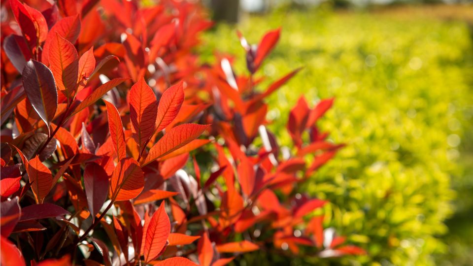 korallberkenye Photinia x fraseri 1 1