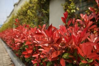 Színes korallberkenye cserjék egy kerítés mentén, élénk piros levelekkel.