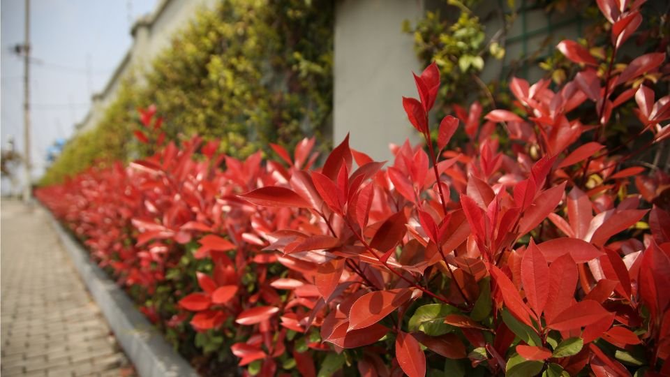 Színes korallberkenye cserjék egy kerítés mentén, élénk piros levelekkel.