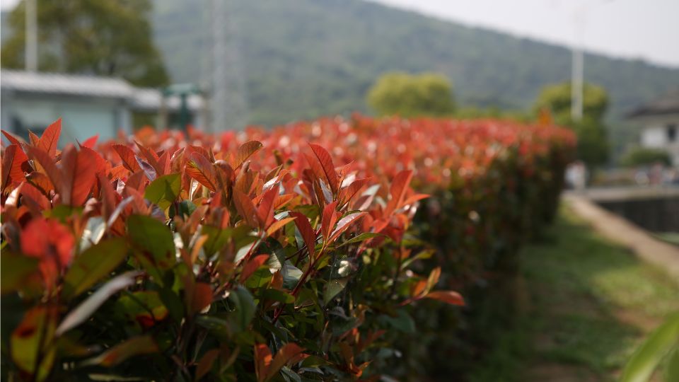 korallberkenye Photinia x fraseri 2