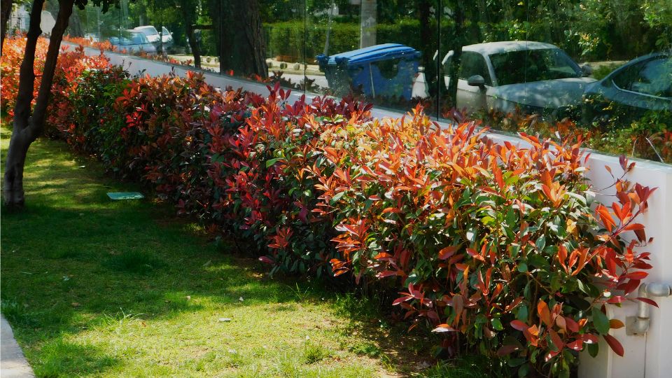 korallberkenye Photinia x fraseri 3