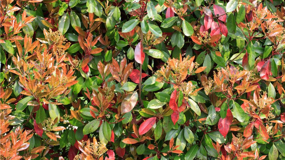 korallberkenye Photinia x fraseri 4