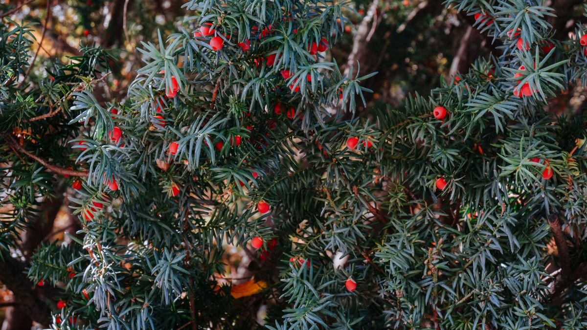 A közönséges tiszafa zöld, tűszerű levelei és piros bogyói láthatók, amelyek a kert díszét képezik.